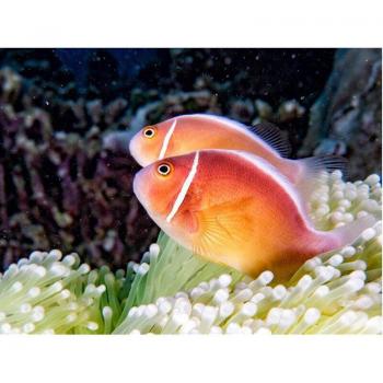 Full Round Rhinestone Diamond Painting Goldfish 20x30cm