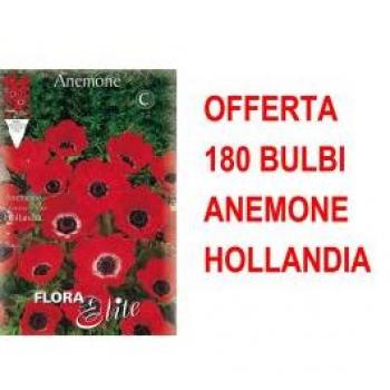 Offerta 180 Bulbi di Anemone Hollandia