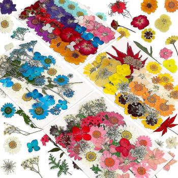 Fleurs naturelles pressées pour résine