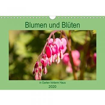 Blumen und Blüten im Garten hinterm Haus