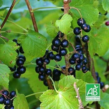 Cassis Noir Royal de Naples