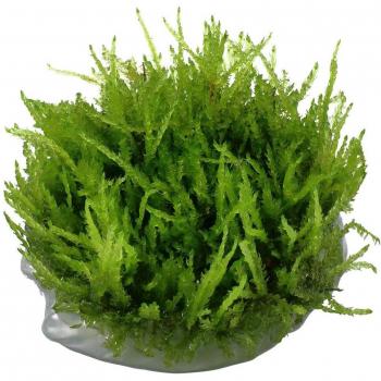 Vesicularia ferriei 'Weeping Moss'