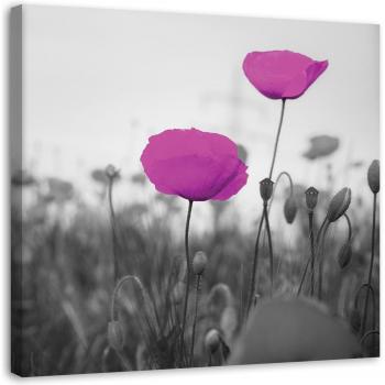 Blooming Violet Poppies Landscape – 30x30 Canvas Print
