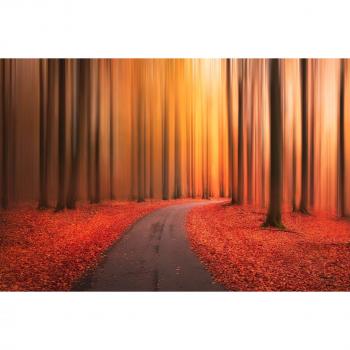 Papermoon Wandkunst – Photo‑Art „Pfad zur Unbekannten Welt“ (Vlies, 3,50 m x 2,60 m)