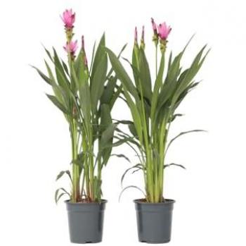 Boîte de Plantes Tropicales