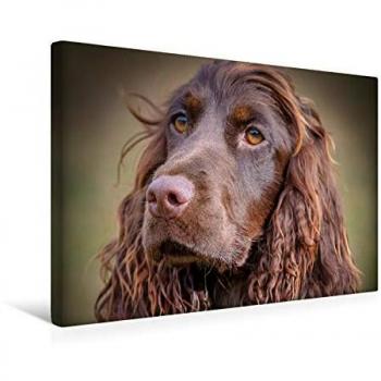 Premium Textil-Leinwand 45 × 30 cm: Arroganter Cocker Spaniel – wuffclick‑pic Edition