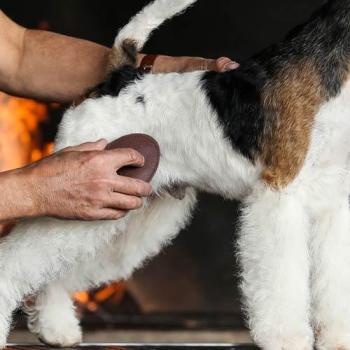 Andis Pet Terrier Brush