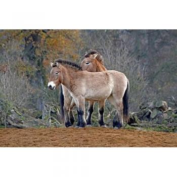 Wandbild Przewalski-Pferde 75 x 50 cm, Premium Leinwanddruck von Antje Lindert-Rottke