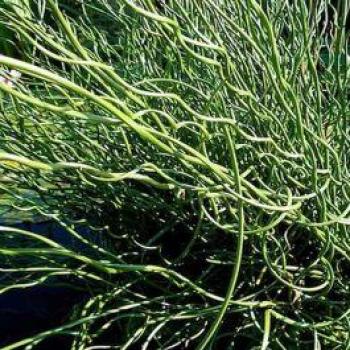 Plante de Jardin Juncus Spiralis 12cm