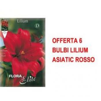 6 Bulbi di Lilium Asiatico Rosso