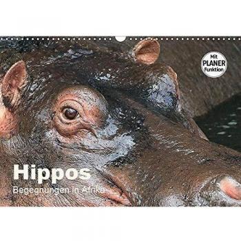 Hippos
