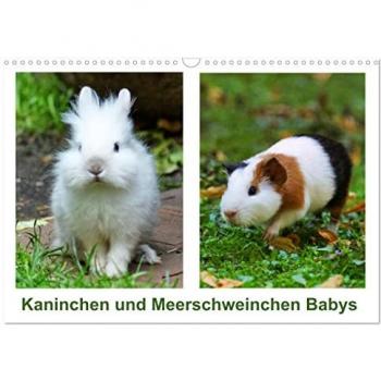 Kattobello, Kattobello: Kaninchen und Meerschweinchen Babys (Wandkalender 2025 DIN A3 quer), CALVENDO Monatskalender