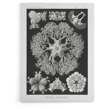 Brittle Star Fusion – 12x16 Black Botanical Print