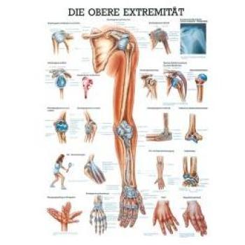 Anatomische Lehrtafel „Obere Extremitäten“ – 70 × 100 cm, laminierte Oberfläche