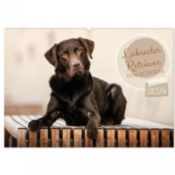 Labrador Retriever Vielfalt Wandkalender 2024