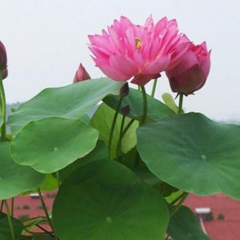 Décorations Aquatiques : Bonsaï Lotus et Nénuphars – 10 graines
