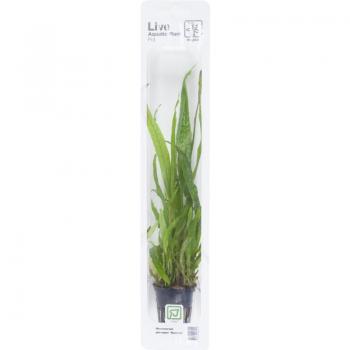 Java Fern 'Narrow'
