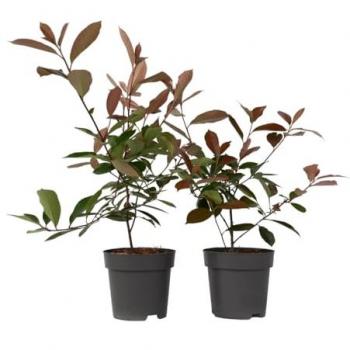 LuxeBlossom Winkel INT