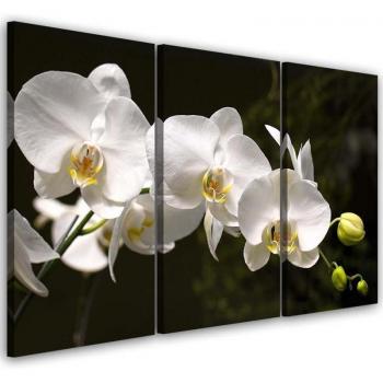 Orchid White Canvas 60x40