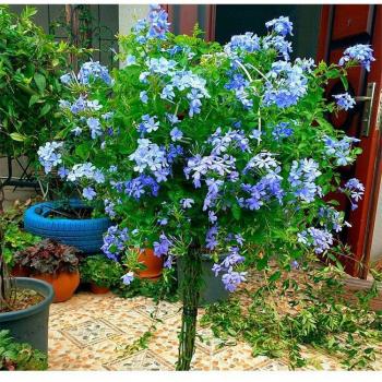 Structure plante en fer forgeron, soutien rotin