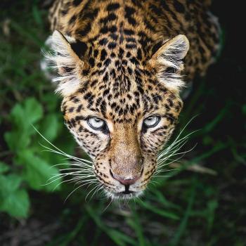 Diamant Panthera Luxe