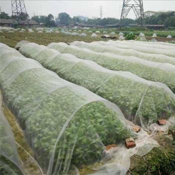 Vegetable Plant Protection Net