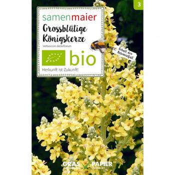 Molène à Fleurs Denses