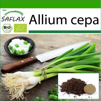 SAFLAX White Lisbon Salad Onion Seeds, Organic, 150 with Growing Medium