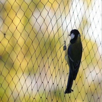 Gardening Bird Netting