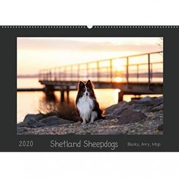 Shetland Sheepdogs Blacky, Anry, Mojo 2020