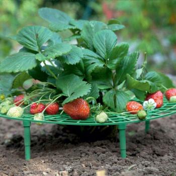 Strawberry Climbing Pillar