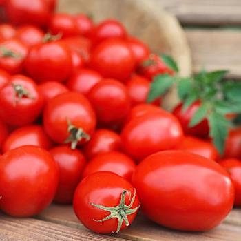 F1 Chrobry Dwarf Tomato Seeds – 0.5 g (Garden)