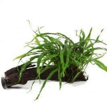 Tropica Pflanze