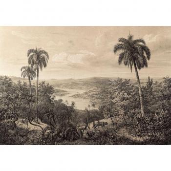 Selva en Foto: Safari Tropical – Papel para Interiores