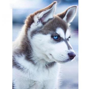 Punto Cruz Hundido Husky
