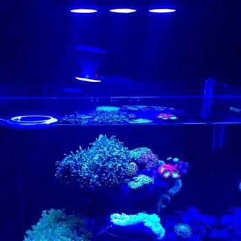 LED Spektren Nano Aquarium Licht 30W mit Touch-Bedienung für Salzwasser-Korallenriffe, US-EU Stecker