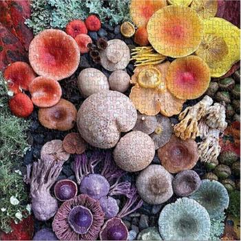 Shrooms in Bloom 500 Piece Puzzle