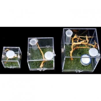 Réservoir de terrarium pour araignée sautante