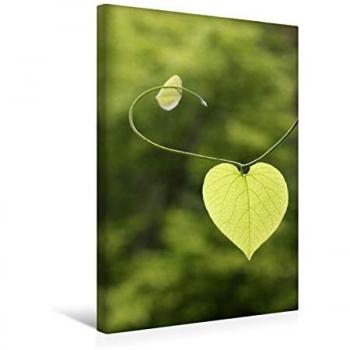 Leinwandbild 30 x 45 cm Hoch-Format Herzblatt der Pfeifenwinde, Gisela Kruse