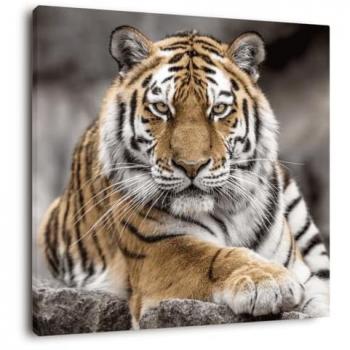 Peinture Imprimée Tigre de Sibérie 65x65 cm