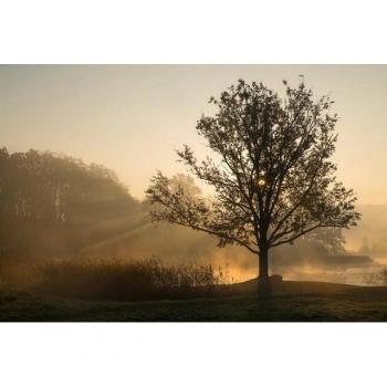 Papermoon Wandtapete Baum im Feld