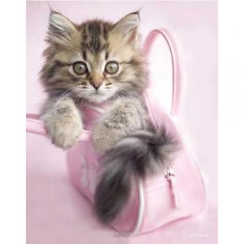 Minnie’s Mini Katze Fotoposter – 40 × 50 cm