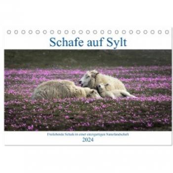 Schafe auf Sylt (Tischkalender 2024 DIN A5 quer) CALVENDO Monatskalender