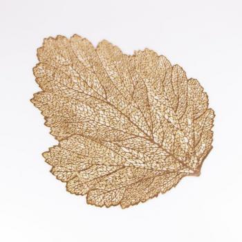 LeafyHome Coaster Pack