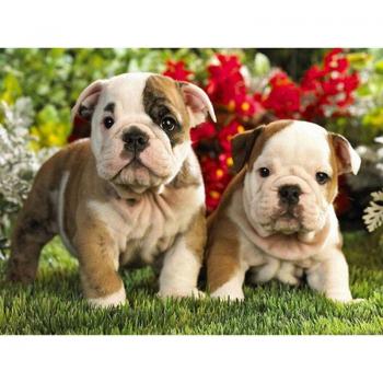 Peinture Diamant Brique Bouledogue Frère 20X30CM