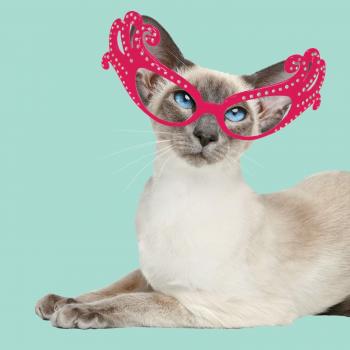 6801 “Cool Shades” Siamese Cat Greeting Card with Magnet & Steel