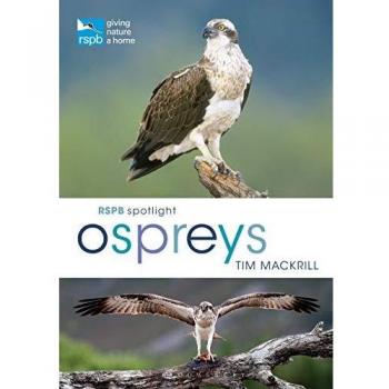 RSPB Spotlight Ospreys