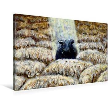 Leinwandkunst Schwarzes Schaf – 90 × 60 cm, Querformat, HD
