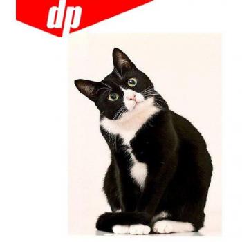 Katze Vollrund-Diamant-Malerei
