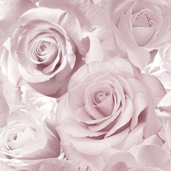 Bella Soft Pink Flower Rose Bloom Wallpaper